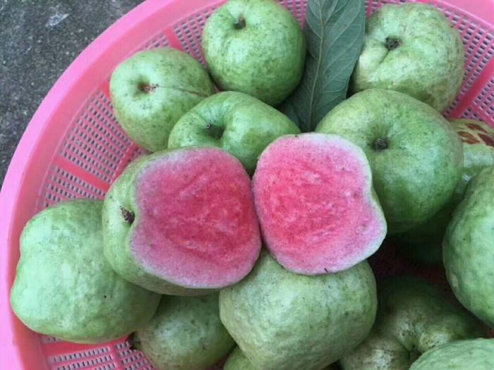 Cây giống Ổi lùn KHÔNG HẠT ruột đỏ.