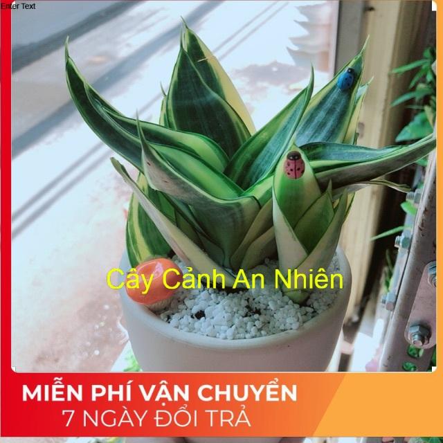 Chậu lưỡi hổ nấm cam