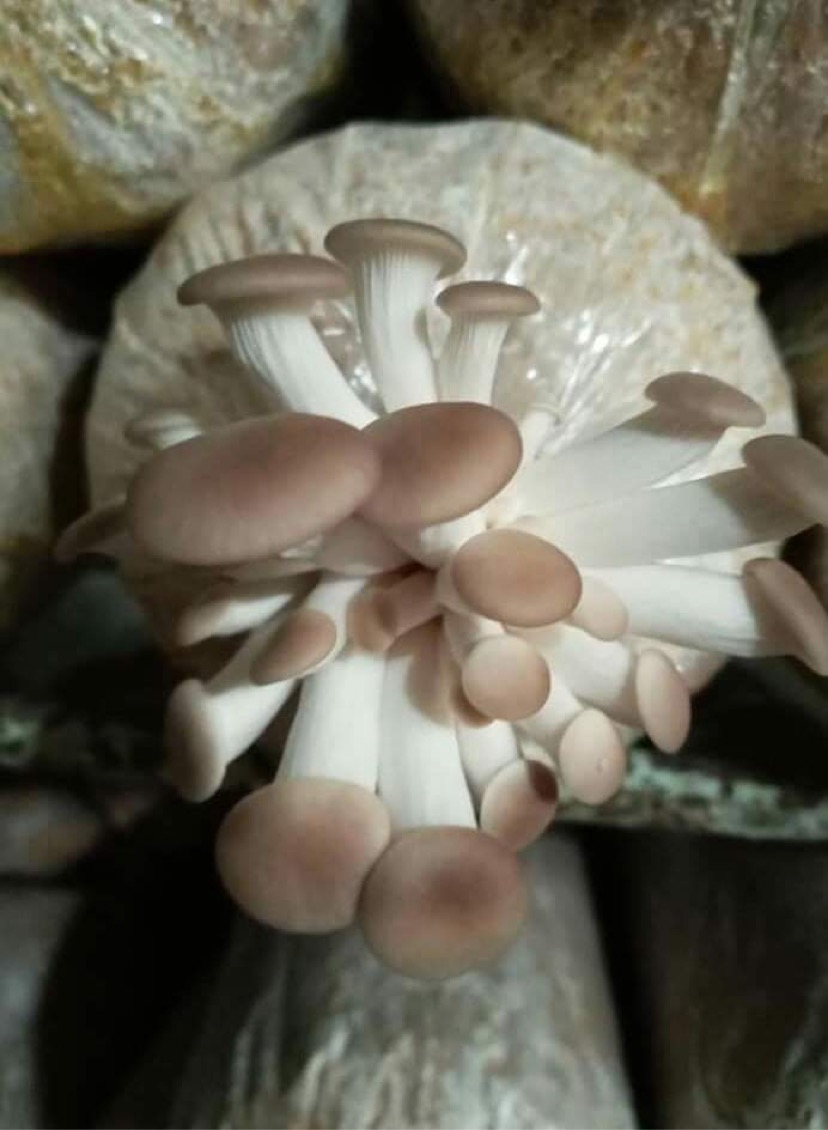 Combo 06 Phôi Nấm Bào Ngư Xám