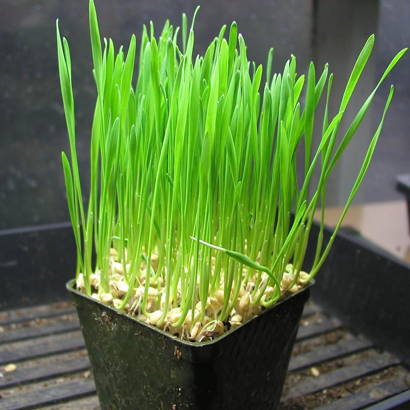 Hạt Giống Cỏ Lúa Mì Dễ Trông, Thơm Ngon Gói 100gr