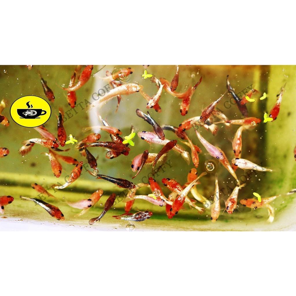 Clear master - siêu lọc nước