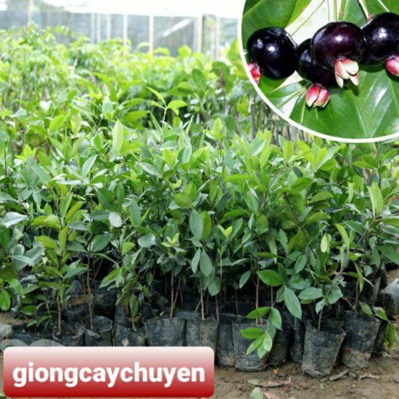 GIỐNG CÂY CHERRY BRAZIL