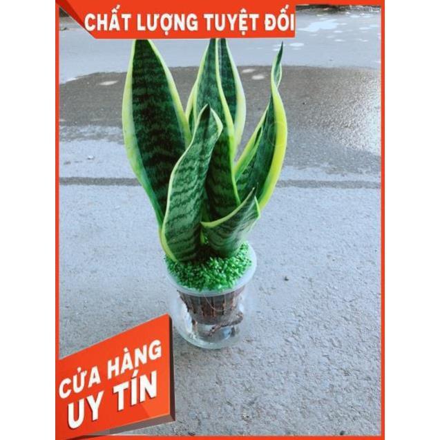 Chậu Lưỡi Hổ Thuỷ Sinh