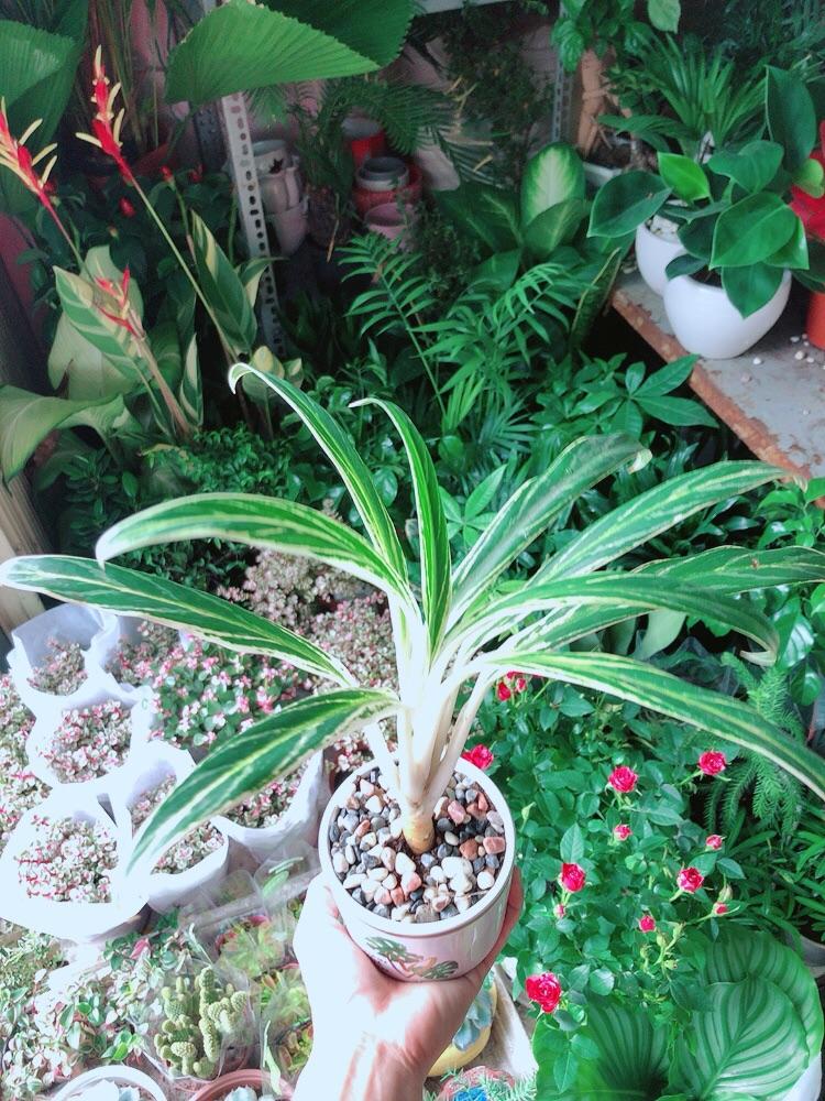 Chậu Cây Giữ Tiền