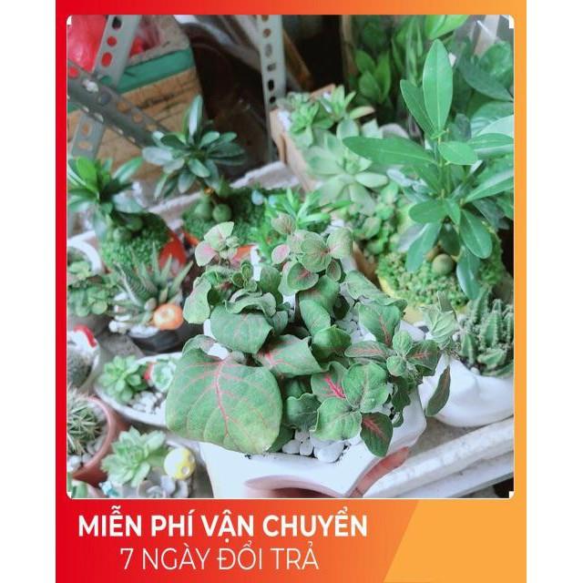 Chậu Cẩm Nhung