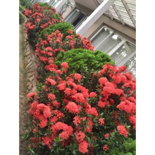 Hoa mẫu đơn đỏ hồng mỹ -bầu cây lớn đang hoa
