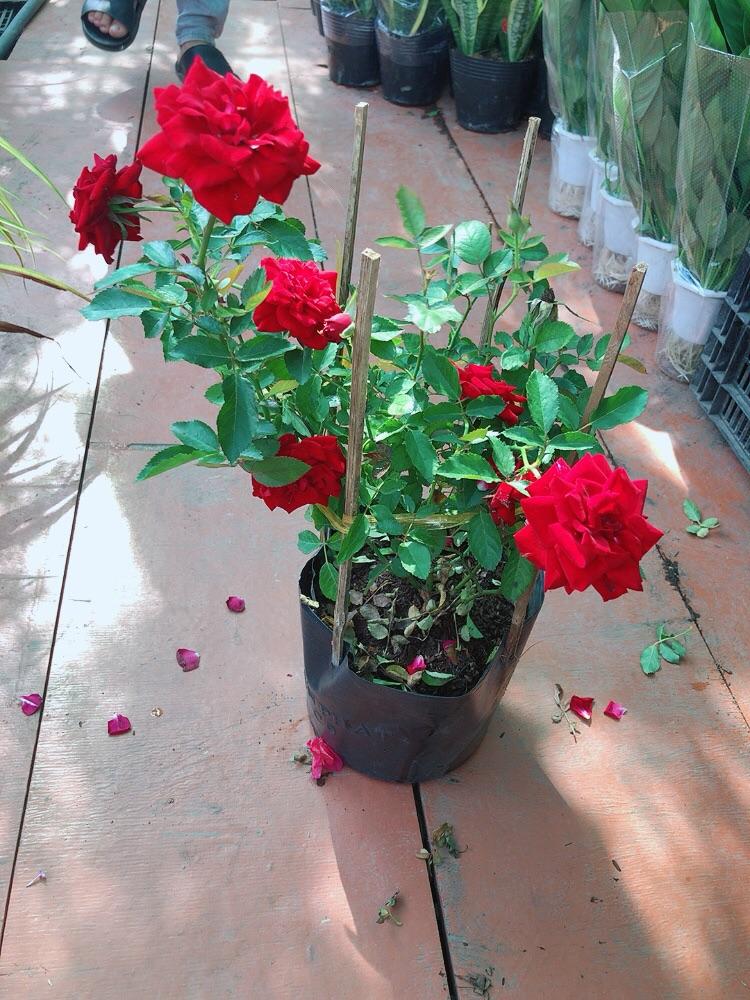 Bụi Hoa Hồng Siêu Nụ