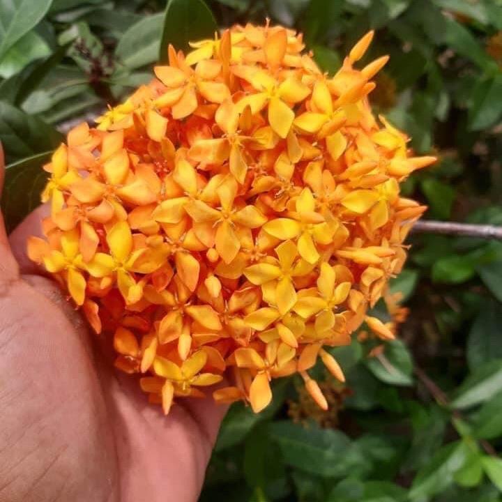 Hoa Mẫu đơn rừng màu cà rốt, đơn ta màu cà rốt- hoa trang rừng- cây giống