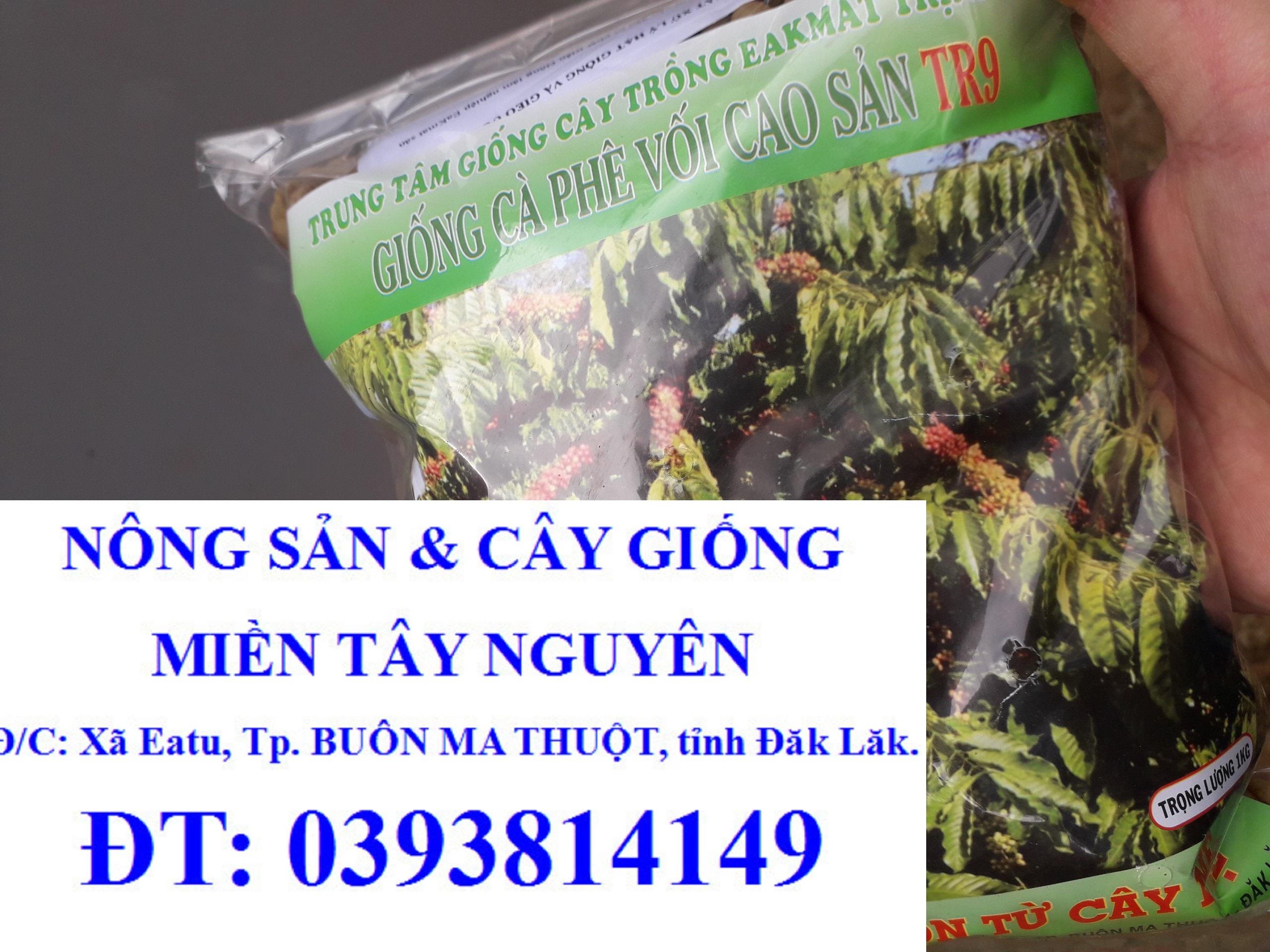 200 GRAM HẠT GIỐNG CÀ PHÊ vối cao sản TR9 .