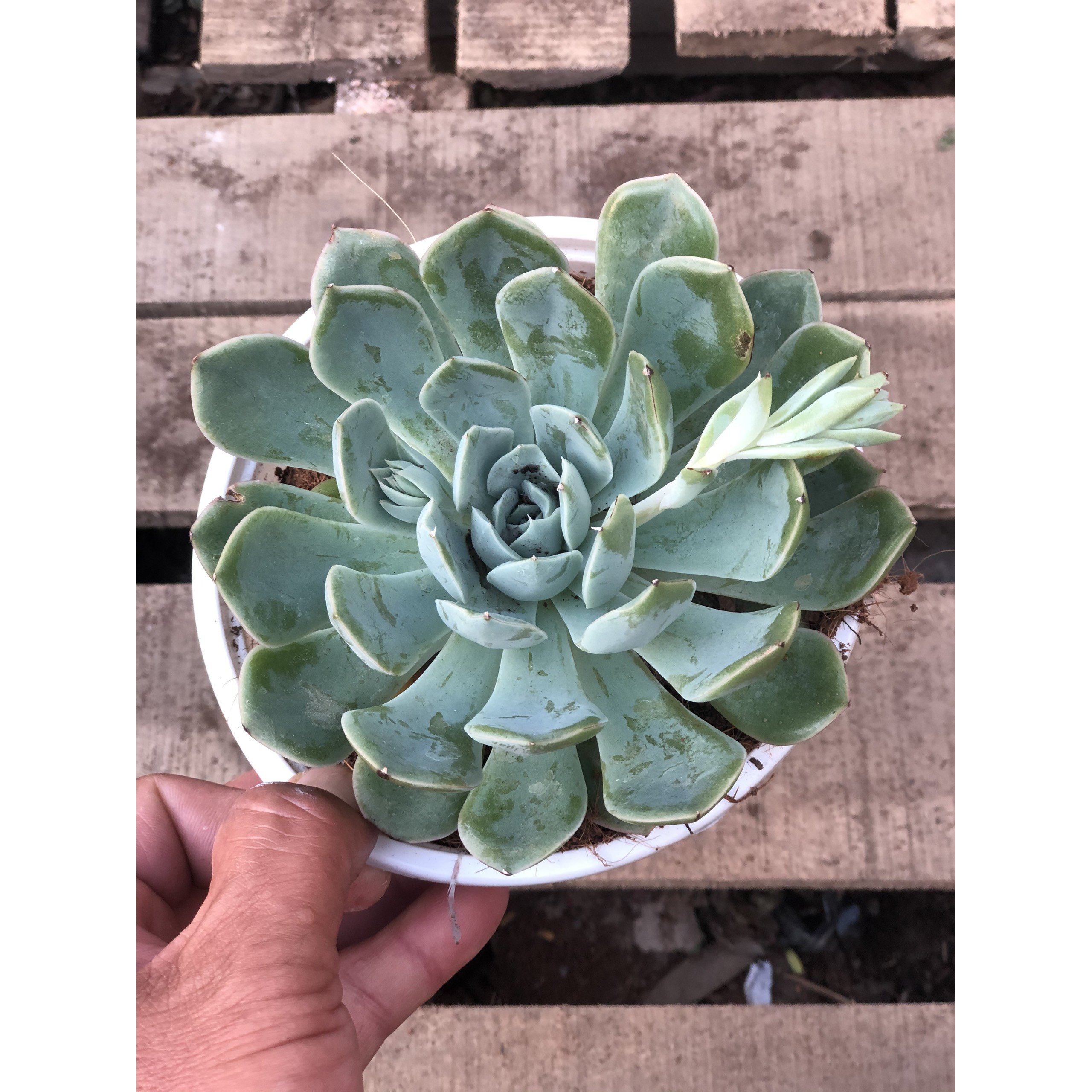Chậu sen đá size vừa SD28 trồng nơi có nhiều nắng