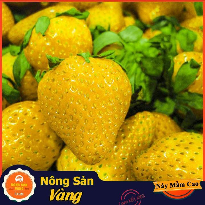 Hạt giống Dâu Tây Vàng