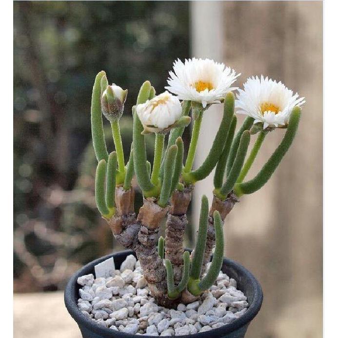 Combo 2 gói Hạt giống cỏ tai thỏ mix màu-gói 50 hạt/tặng kèm gói phân bón lót