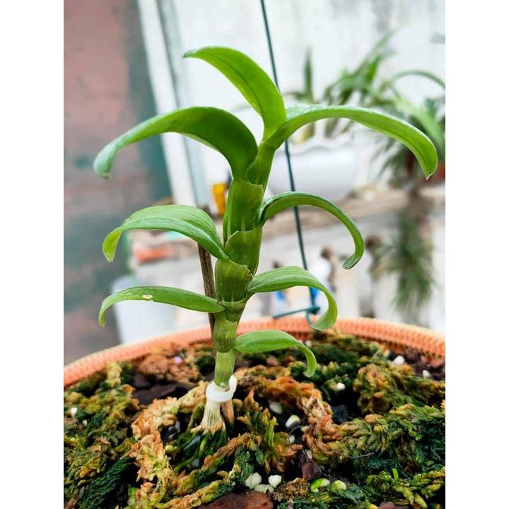 Phi điệp tím + Tặng kèm phân túi phân trùn quế