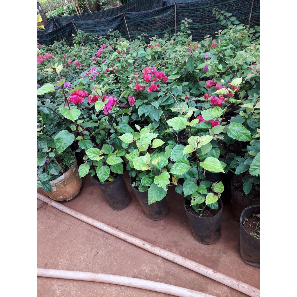 CÂY GIỐNG HOA BÔNG GIẤY