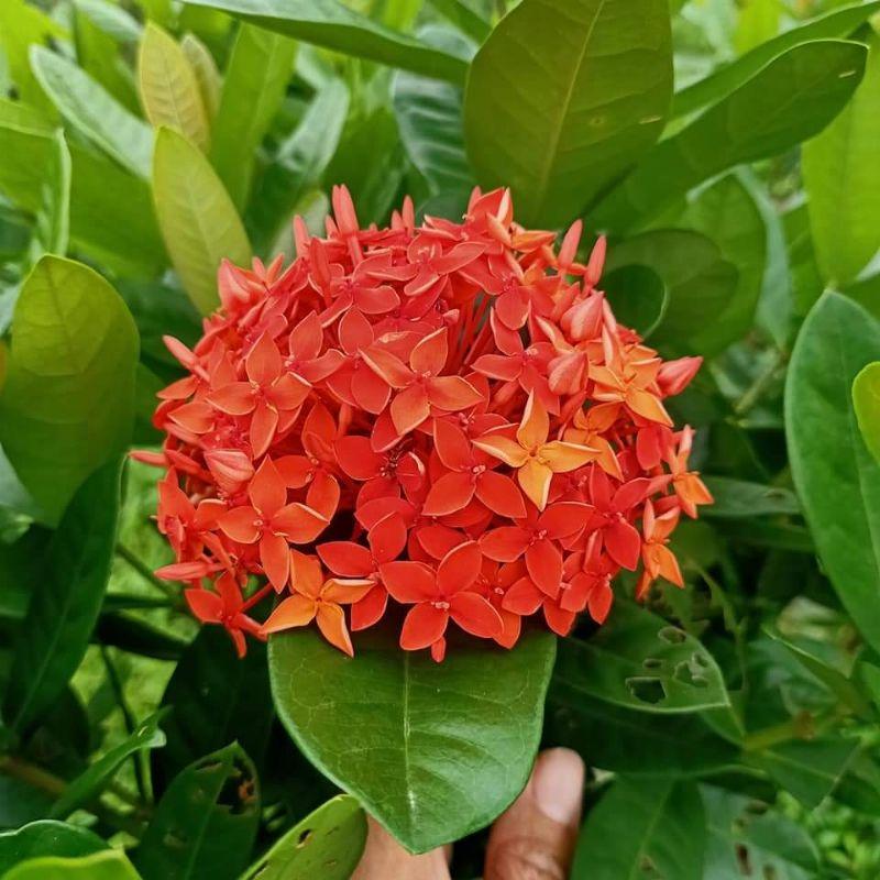 Cây Mẫu Đơn Ta 70cm