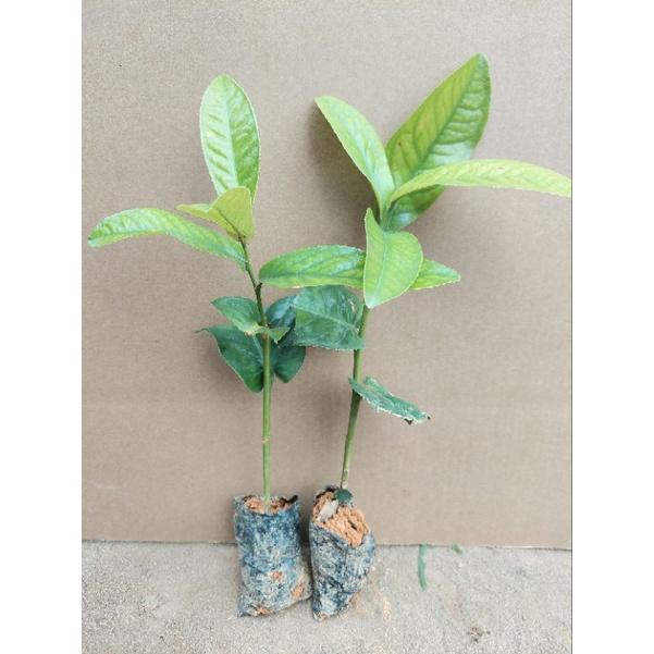 CÂY GIỐNG HOA HẢI ĐƯỜNG