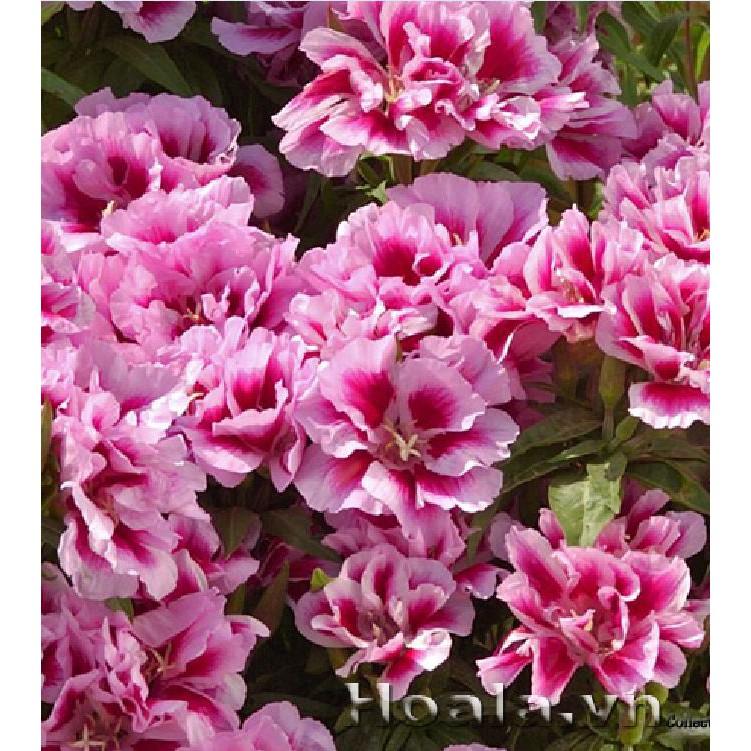 Hạt giống hoa hồng xuân mix màu - gói 50 hạt