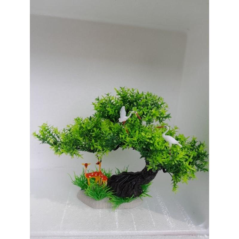 Bonsai bể cá cảnh - cây để bàn - cây trang trí hòn non bộ tiể cảnh