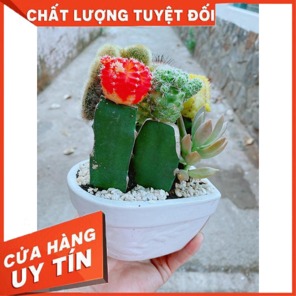 Chậu xương rồng trái tim Nhiều Người Mua