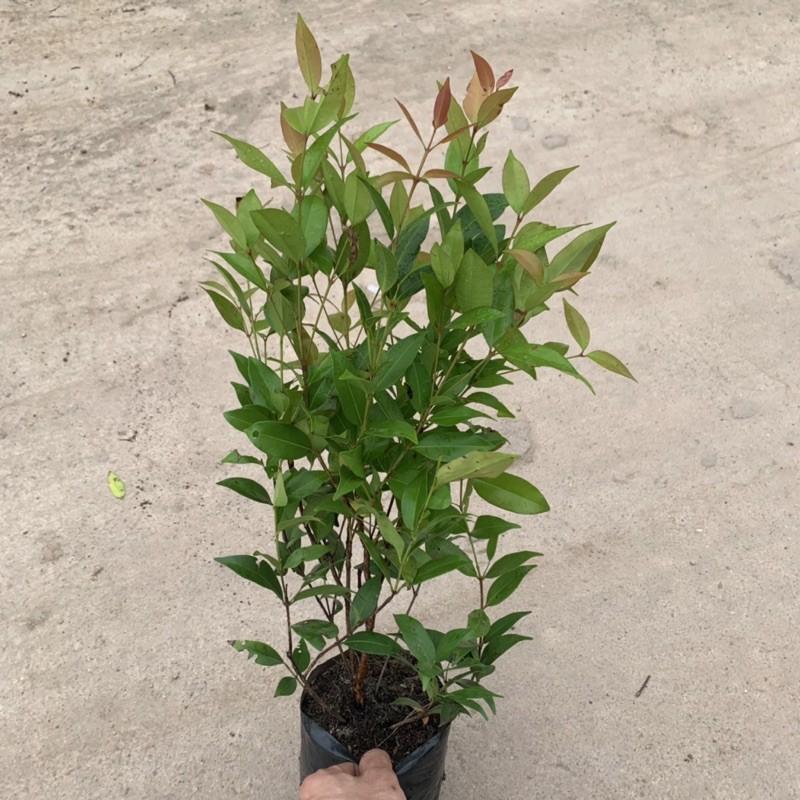 Cây hồng lộc cao 40cm, cây công trình sống lâu năm, dễ trồng và chăm sóc, phù hợp trang trí công viên và ven tường rào