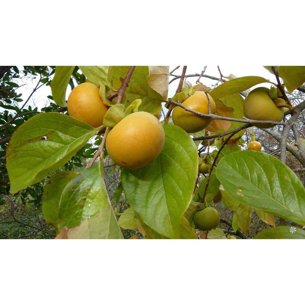 CÂY GIỐNG HỒNG GIÒN - SIÊU TRÁI, SIÊU GIÒN, NGỌT