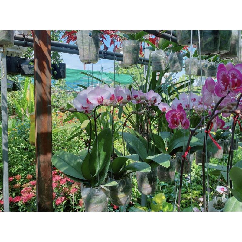 Lan Hồ Điệp Hàng Đẹp