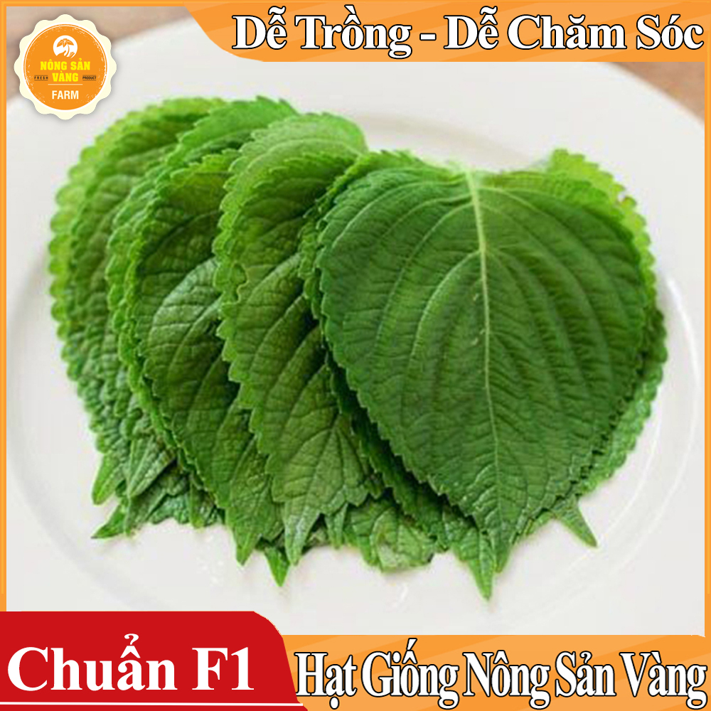 Hạt giống Rau Thơm Mè Hàn Quốc - Nông Sản Vàng