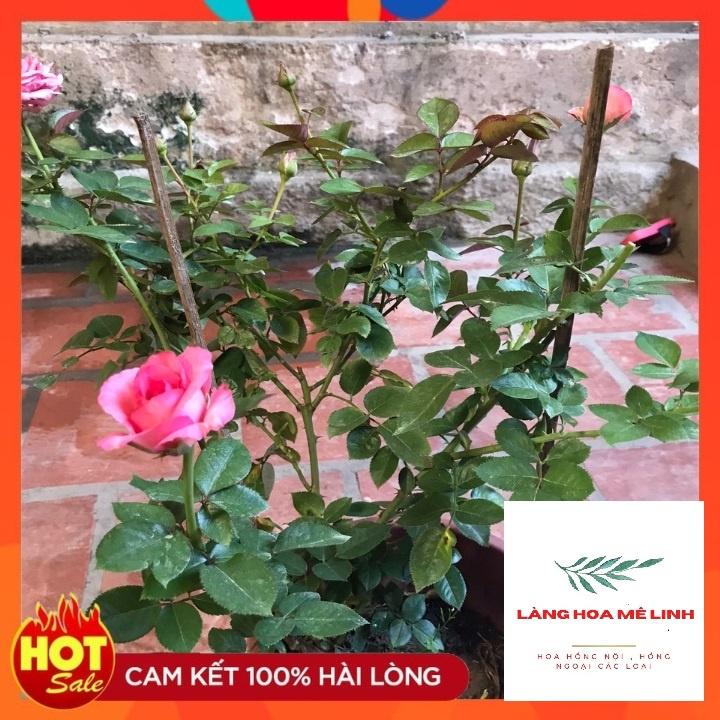 Hoa Hồng Ngoại Bernadette Lafont Pháp - bông to khủng,hương thơm cổ điển