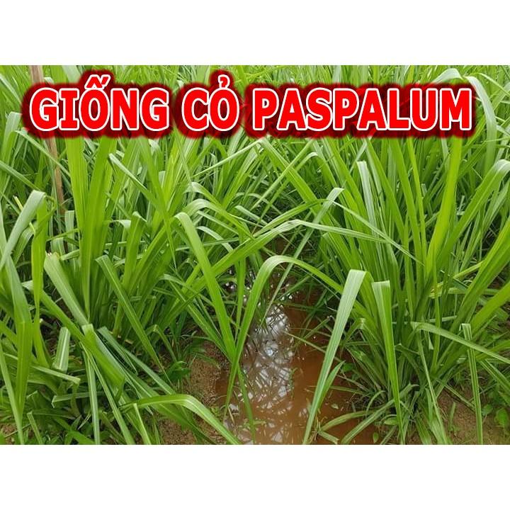 Hạt Giống Cỏ Chịu Ngập Úng Paspalum - cỏ tái sinh lâu năm, không lông ( 50gram )