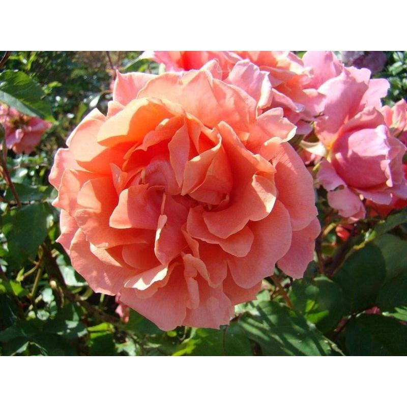 Alibaba Rose - hoa hồng leo nguyên bản nhập ngoại