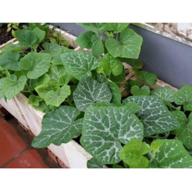 5gr hạt bí ăn ngọn cao sản