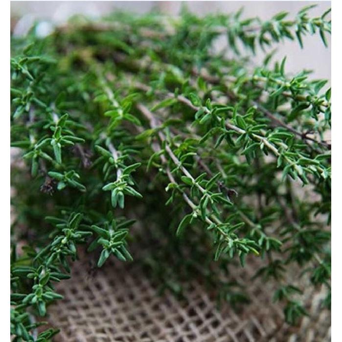 Hạt giống cỏ xạ hương (Thyme) - 100 hạt/gói