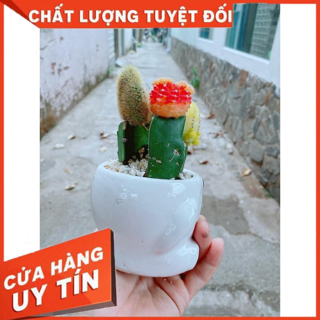 Chậu xương rồng tiểu cảnh