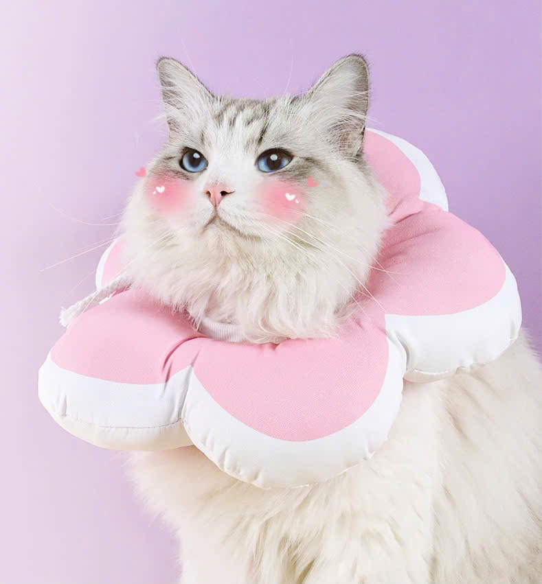 VÒNG CỔ THÚ CƯNG VÒNG CỔ LOA CHỐNG LIẾM CHO THỎ CHÓ MÈO BÔNG HOA DỄ THƯƠNG TỪ 0.5-5.5KG MÃ 10 CHO CHÓ MÈO THỎ