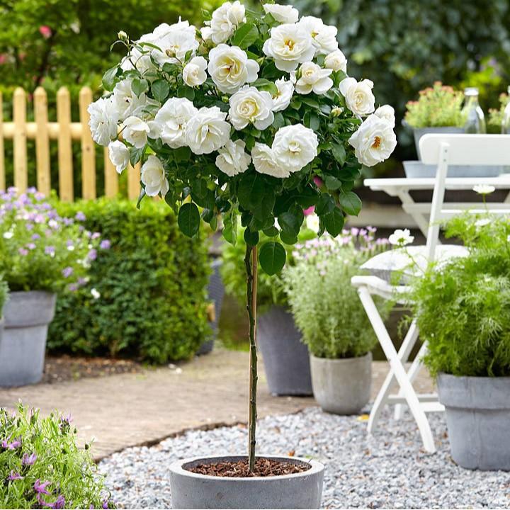 Hạt giống hoa hồng thân gỗ nhiều màu 20 hạt/gói