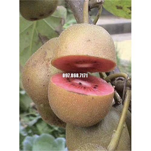 CÂY GIỐNG KIWI CHỊU NHIỆT RUỘT ĐỎ(CÂY KIWI ĐỎ) QUẢ SỚM - CGKWRV - CGKWRDQS