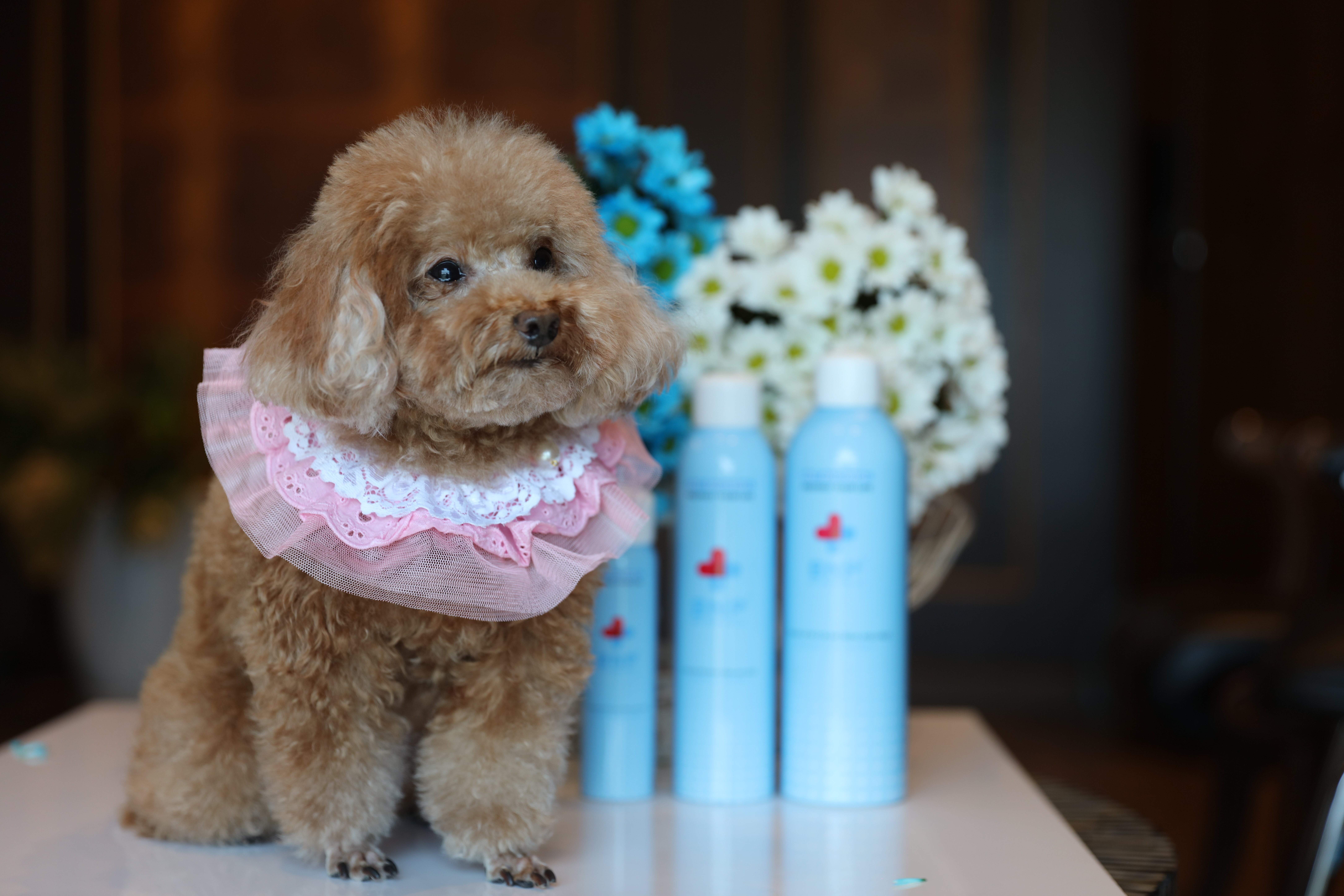 Xịt khử mùi hôi, mùi nước tiểu thú cưng BNP Pet