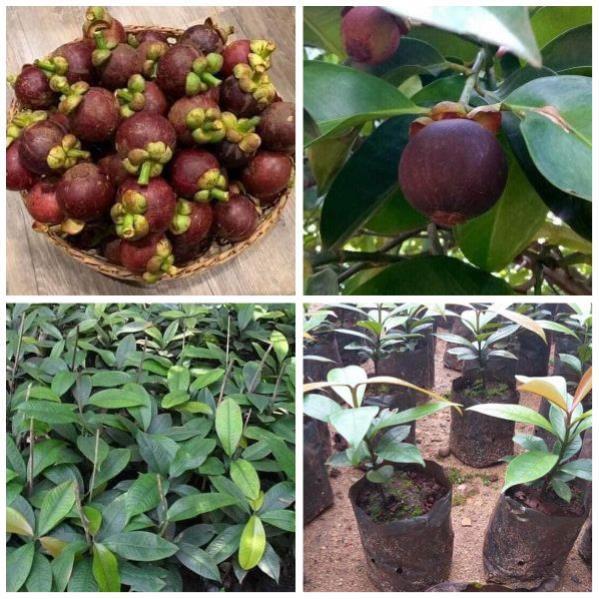 CÂY GIỐNG MĂNG CỤT