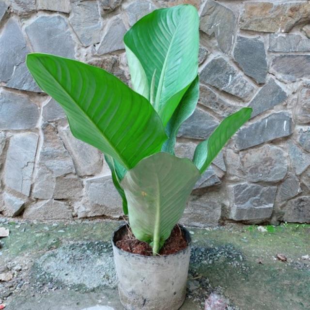 Cây Đại Phú Gia