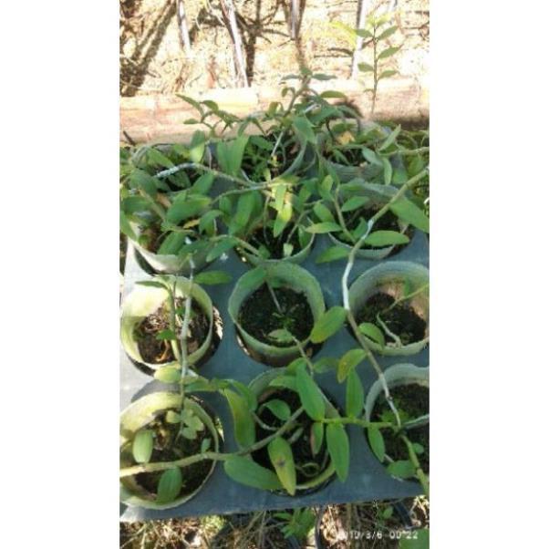 Giả Hạc Hoa Hồng Đỏ + 700g phân thỏ hữu cơ ki mập khỏe ấm chậu