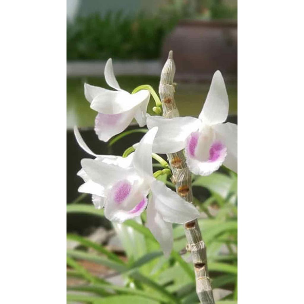Phi điệp 5ct hiển oanh