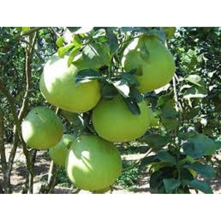 Cây giống BƯỞI DA XANH MIỀN NAM - HÀNG CHUẨN F1