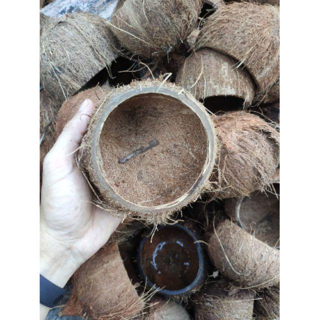 Chậu gáo dừa thô trồng cây tiểu cảnh