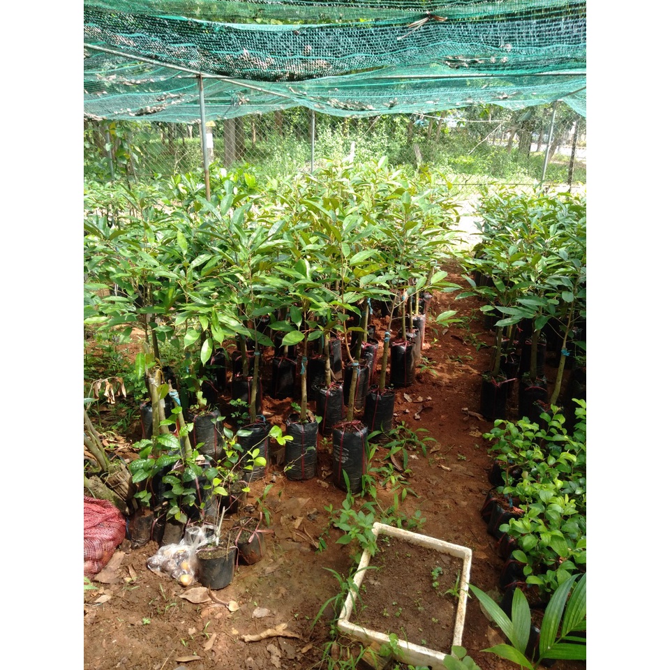 CÂY GIỐNG SẦU RIÊNG ÓC KHỈ