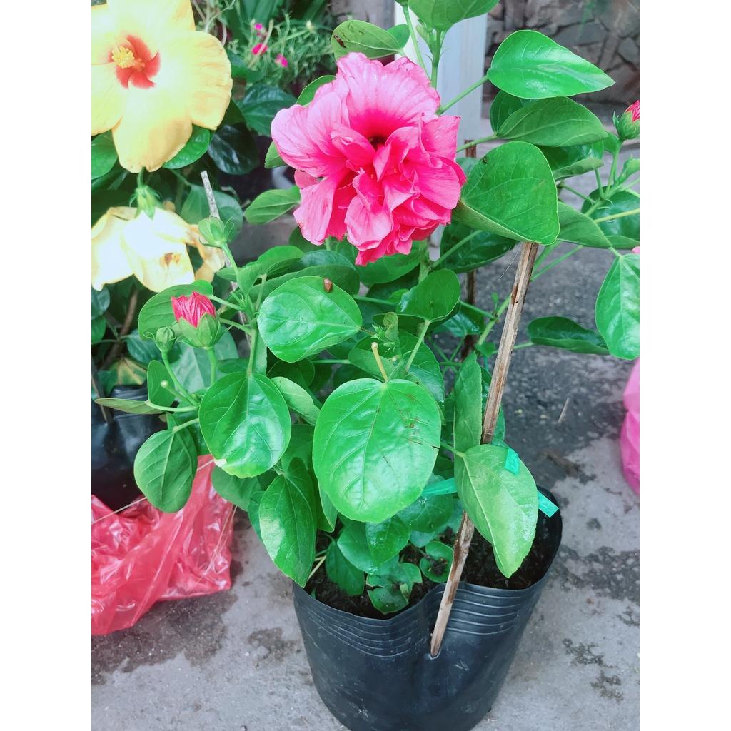 02 Cây Giống Hoa Bụt Hồng 60cm 981SP