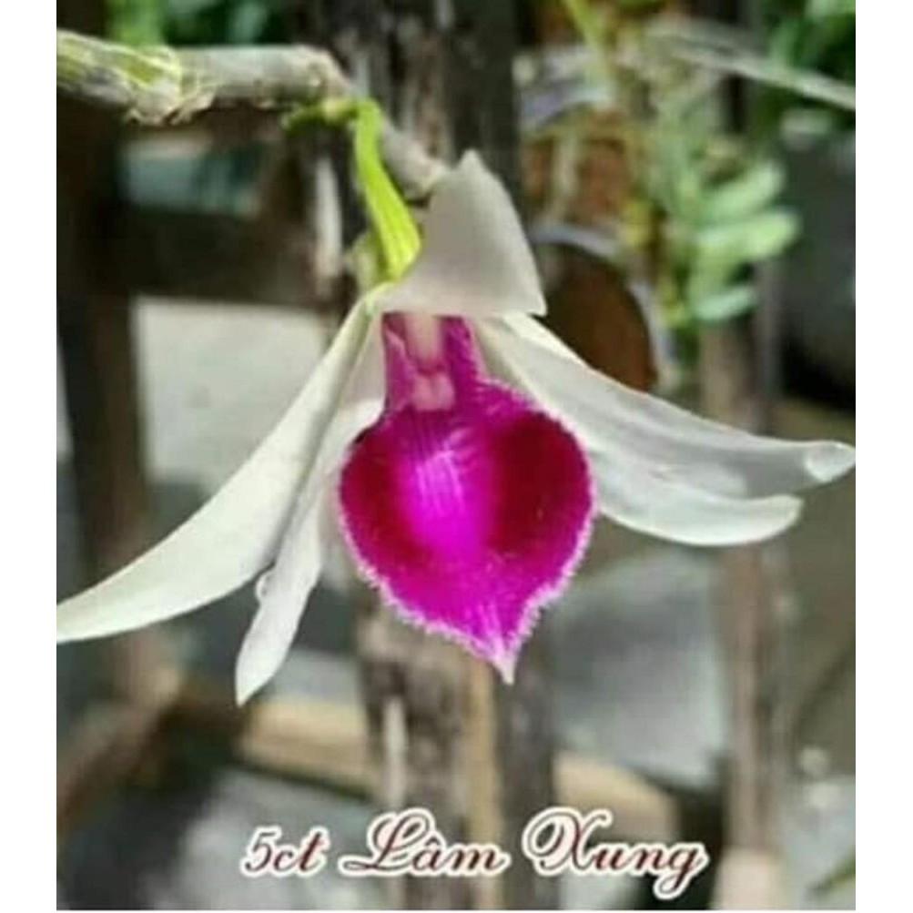 Cốc phi điệp 5 cánh trắng LÂM XUNG - hàng gieo hạt - hoa xổ số - hoa siêu đẹp giá rẻ