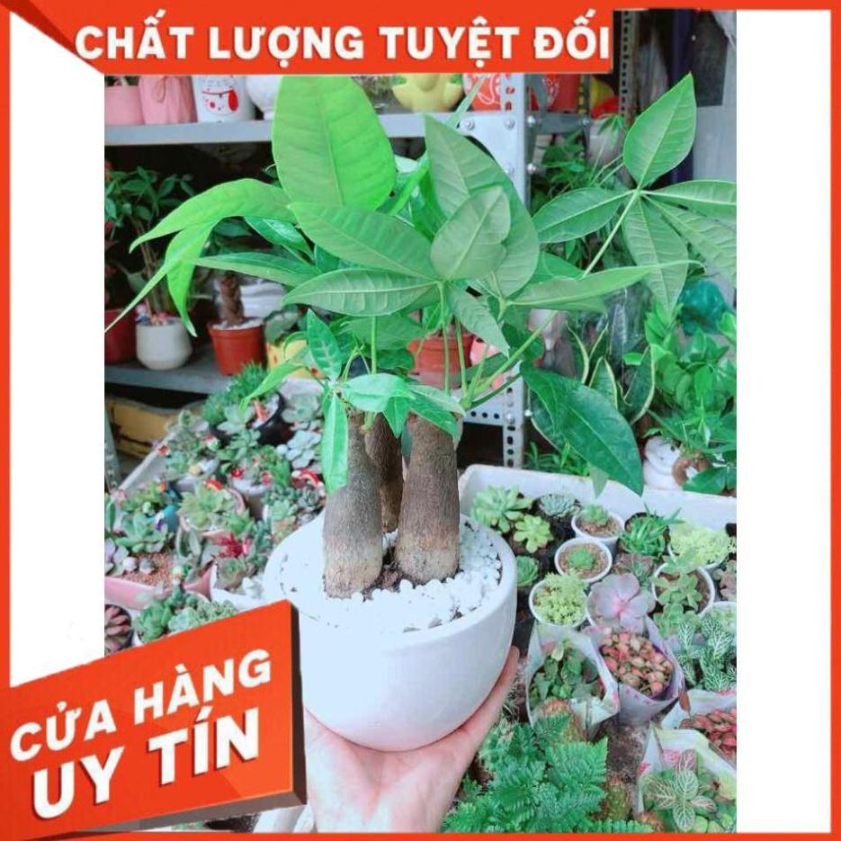 Chậu Kim Ngân 3 Thân Nhiều Người Mua