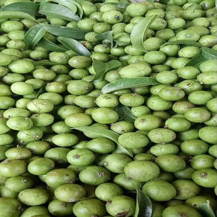 CÂY GIỐNG SẤU CHÙM, SẤU ĂN QỦA SIÊU NGON SIÊU QUẢ DÒNG QUẢ SỚM