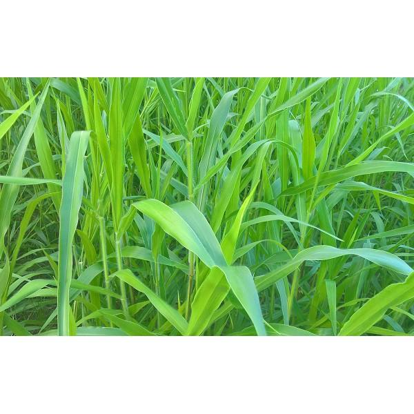 Hạt giống cỏ Ruzi - Cỏ chịu dẫm đạp