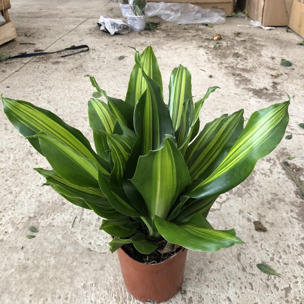 Cây thiết mộc lan nhỏ, chiều cao 25-30cm chậu có 3 cây lá xanh cực đẹp sức sống tốt, thích hợp trang trí sân vườn